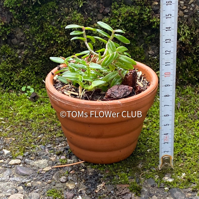 Epidendrum Porpax Mini Orchid, organically grown tropical plants for sale at TOMsFLOWer CLUB