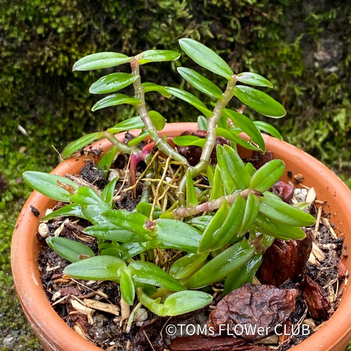 Epidendrum Porpax Mini Orchid, organically grown tropical plants for sale at TOMsFLOWer CLUB