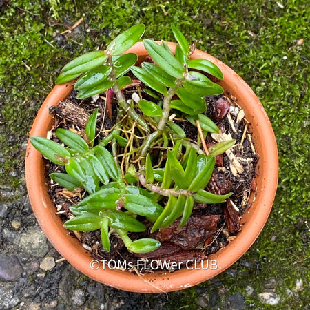 Epidendrum Porpax Mini Orchid, organically grown tropical plants for sale at TOMsFLOWer CLUB