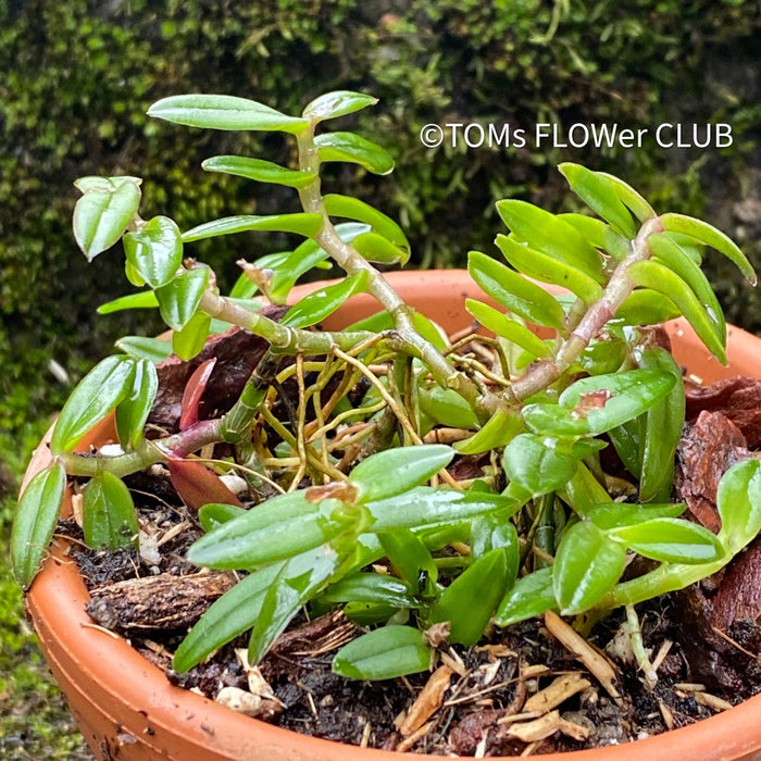 Epidendrum Porpax Mini Orchid, organically grown tropical plants for sale at TOMsFLOWer CLUB