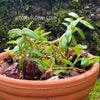 Epidendrum Porpax Mini Orchid, organically grown tropical plants for sale at TOMsFLOWer CLUB