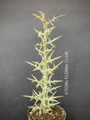 Euphorbia Stenoclada, organically grown Madagaskar succulent plants for sale at TOMsFLOWer CLUB.
