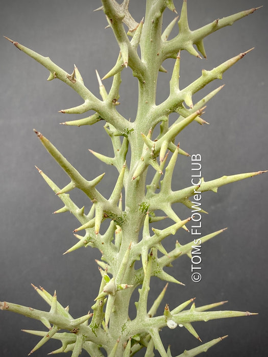 Euphorbia Stenoclada, organically grown Madagaskar succulent plants for sale at TOMsFLOWer CLUB.