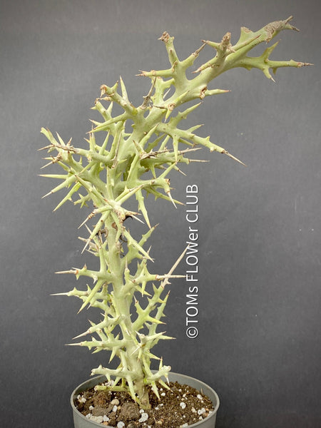 Euphorbia Stenoclada, organically grown Madagaskar succulent plants for sale at TOMsFLOWer CLUB.