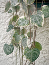 Ceropegia Woodii Albo Variegata - String of Hearts, organically grown sun loving succulent plants for sale at TOMsFLOWer CLUB.