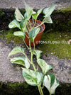 Scindapsus Manjula, albo variegata, organically grown tropical plants, Efeutüte, Scindapsus, Variegata, Epipremnum, tropical plants for sale at TOMS FLOWer CLUB