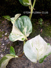 Scindapsus Manjula, albo variegata, organically grown tropical plants, Efeutüte, Scindapsus, Variegata, Epipremnum, tropical plants for sale at TOMS FLOWer CLUB