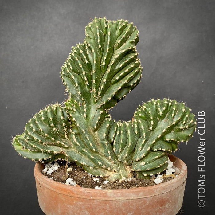 Marginatocereus Marginatus Cristata, organically grown succulent plants for sale at TOMsFLOWer CLUB, cactus, Kakteen, crested cactus