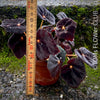 Begonia Conga, black leaf Begonia, schwarzes Blatt,, organically grown tropical plants for sale at TOMs FLOWer CLUB.