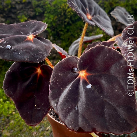Begonia Conga, black leaf Begonia, schwarzes Blatt,, organically grown tropical plants for sale at TOMs FLOWer CLUB.