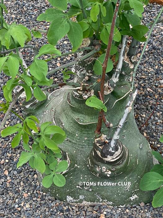 Adenia Glauca, organically grown tropical plants for sale at TOMs FLOWer CLUB, caudex, Kodex, Stamm, Wasserspeicher