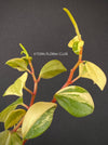 Peperomia Glabella Variegata, organically grown succulent plants for sale at TOMsFLOWer CLUB.