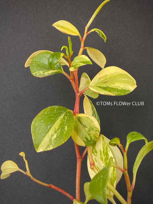 Peperomia Glabella Variegata, organically grown succulent plants for sale at TOMsFLOWer CLUB.