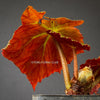 Angel Wings Begonia "Good 'N Plenty", organically grown tropical plants for sale at TOMsFLOWer CLUB.