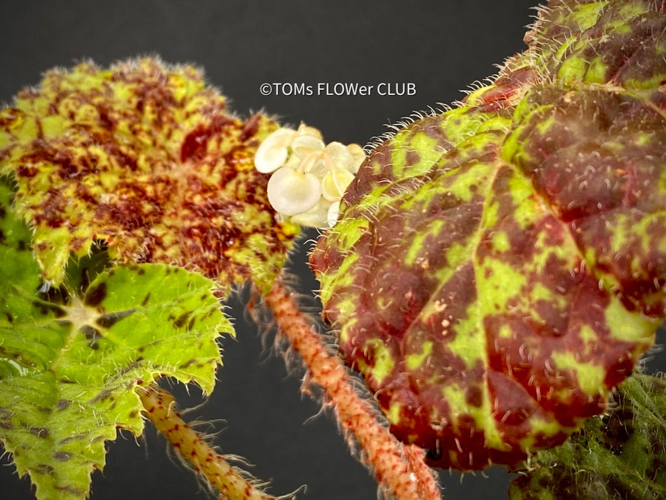 Begonia Marmaduke, rhizomatous type, organically grown tropical plants for sale at TOMsFLOWer CLUB.