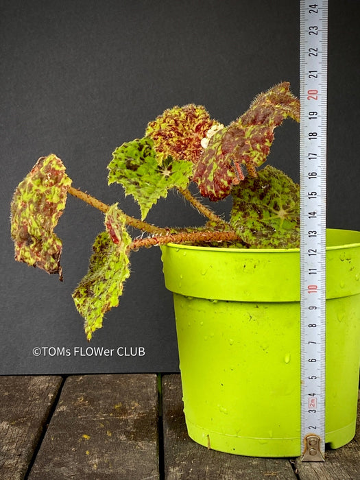 Begonia Marmaduke, rhizomatous type, organically grown tropical plants for sale at TOMsFLOWer CLUB.
