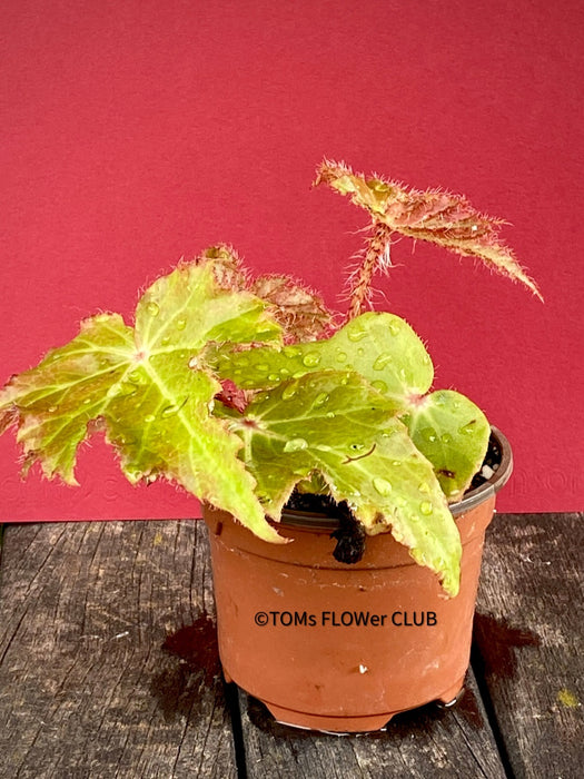 Begonia Ricinifolia Immense, Härchenbegonia, organically grown tropical plants for sale at TOMsFLOWer CLUB.