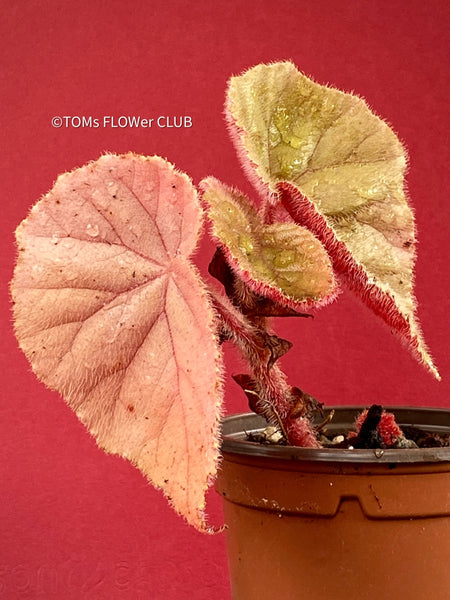 Begonia Scharfii, Begonia Haageana, organically grown tropical plants for sale at TOMsFLOWer CLUB.