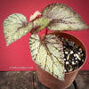 Begonia Rex Jolly Silver, organically grown tropical plants for sale at TOMsFLOWer CLUB.