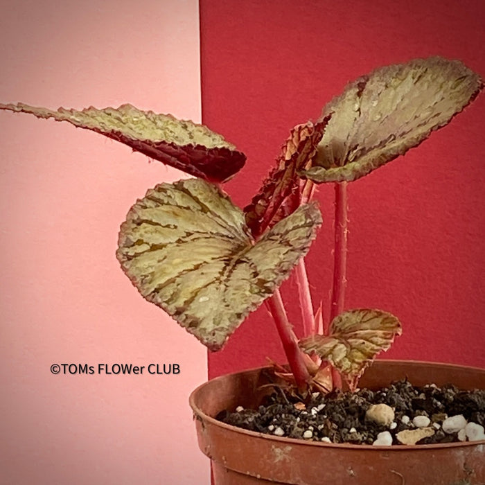 Begonia Rex Jolly Silver, organically grown tropical plants for sale at TOMsFLOWer CLUB.