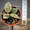 Hoya Krohniana Silver Splash, organically grown tropical plants | TOMs FLOWer CLUB