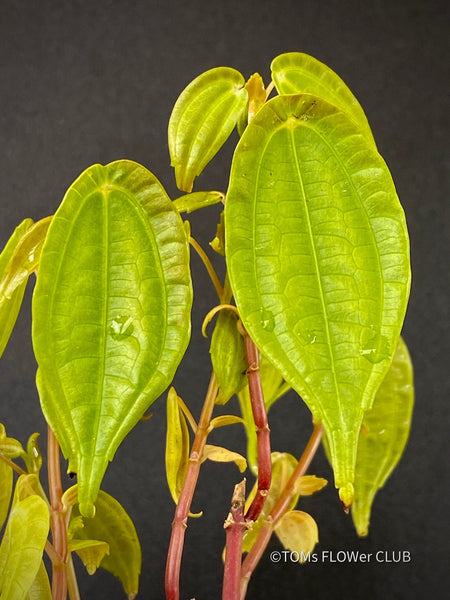 Pilea Insolens, organically grown tropical plants for sale at TOMsFLOWer CLUB.