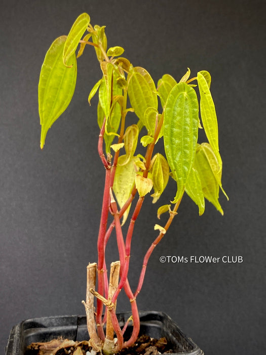 Pilea Insolens, organically grown tropical plants for sale at TOMsFLOWer CLUB.