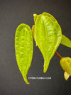 Pilea Insolens, organically grown tropical plants for sale at TOMsFLOWer CLUB.