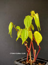 Pilea Insolens, organically grown tropical plants for sale at TOMsFLOWer CLUB.