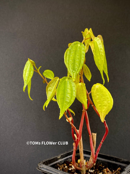 Pilea Insolens, organically grown tropical plants for sale at TOMsFLOWer CLUB.