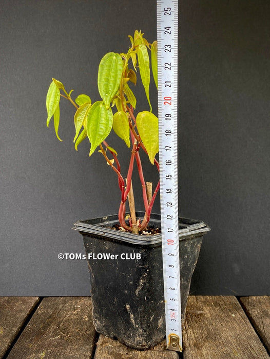 Pilea Insolens, organically grown tropical plants for sale at TOMsFLOWer CLUB.