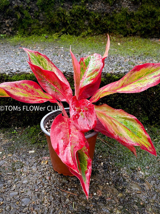 Aglaonema Crete Flame, red leaf, rotes Blatt, organically grown tropical plants for sale at TOMs FLOWer CLUB.