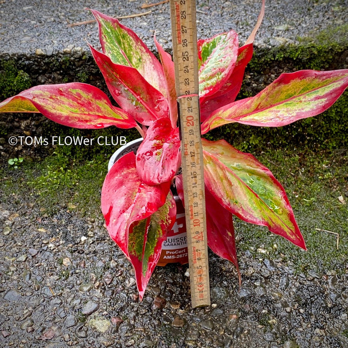 Aglaonema Crete Flame, red leaf, rotes Blatt, organically grown tropical plants for sale at TOMs FLOWer CLUB.