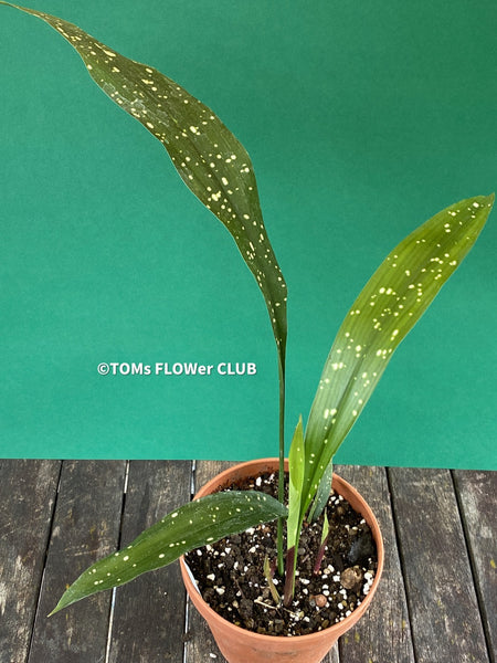 Aspidistra Daibuensis Totally Dotty, Cast Iron Plant, organically grown Aspidistra plants for sale at TOMsFLOWer CLUB, Schusterpalme.