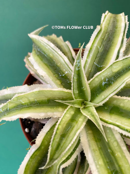 Cryptanthus Bivittatus, Bromelie, Bromelia, Zimmerpflanze, indoor plant, easy care plant, terrarium plants, organically grown tropical caudex plants for sale at TOMs FLOWer CLUB.