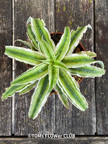 Cryptanthus Bivittatus, Bromelie, Bromelia, Zimmerpflanze, indoor plant, easy care plant, terrarium plants, organically grown tropical caudex plants for sale at TOMs FLOWer CLUB.