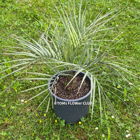 Jelly Palm, hardy palms, Palme, Palma, winterharte Palmen, Butia capitata, organically grown tropical plants for sale at TOMs FLOWer CLUB.