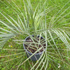 Jelly Palm, hardy palms, Palme, Palma, winterharte Palmen, Butia capitata, organically grown tropical plants for sale at TOMs FLOWer CLUB.