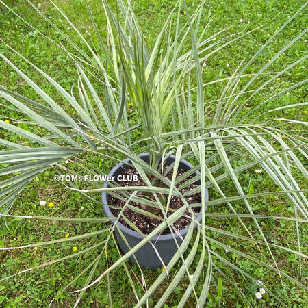 Jelly Palm, hardy palms, Palme, Palma, winterharte Palmen, Butia capitata, organically grown tropical plants for sale at TOMs FLOWer CLUB.