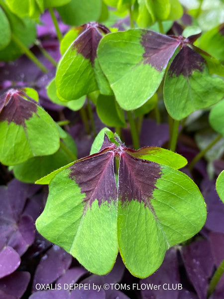 Oxalis Deppei, lucky clover, shamrock, organically grown plants for sale at TOMsFLOWer CLUB.