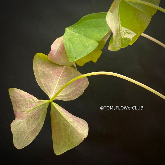 Oxalis Triangularis Papilionacea Fanny, organically grown plants for sale at TOMsFLOWer CLUB.