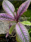 Strobilanthes Dyeranus, Persian Shield, organically grown tropical plants for sale at TOMsFLOWer CLUB.