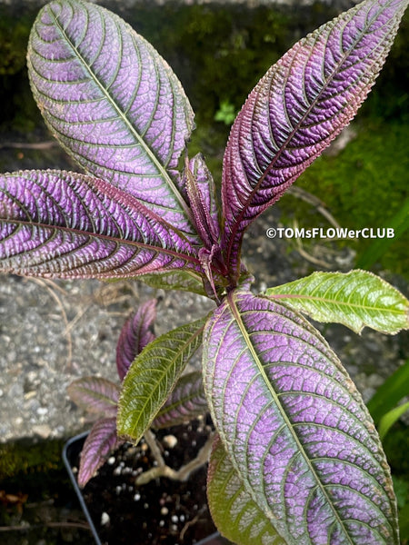 Strobilanthes Dyeranus, Persian Shield, organically grown tropical plants for sale at TOMsFLOWer CLUB.