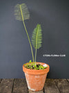 Dioon edule, organically grown palm fern plants for sale at TOMsFLOWer CLUB.