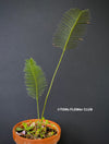 Dioon edule, organically grown palm fern plants for sale at TOMsFLOWer CLUB.
