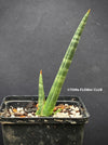 Sansevieria Phillipsiae, organically grown succulent plants for sale at TOMsFLOWer CLUB.