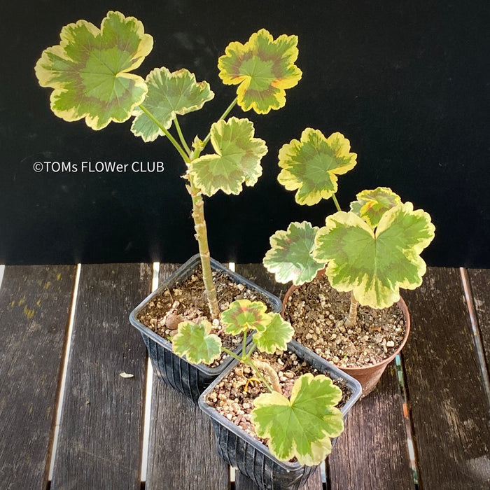 Pelargonium Zonale Hybrid Mrs. Pollock, organically grown plants for sale at TOMsFLOWer CLUB.