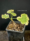Pelargonium Zonale Hybrid Mrs. Pollock, organically grown plants for sale at TOMsFLOWer CLUB.