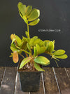Zamia Furfuracea, organically grown tropical cycad plants for sale at TOMsFLOWer CLUB.
