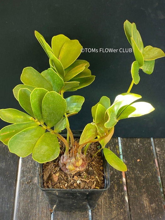 Zamia Furfuracea, organically grown tropical cycad plants for sale at TOMsFLOWer CLUB.